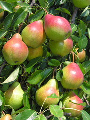closeup of growing pears on a tree in the orchard
