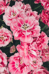Close-up Of Pink Tulips