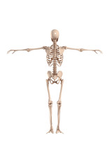 Skeletal