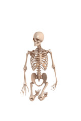 Skeletal