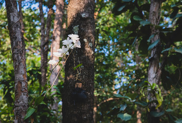White orchids are blooming beautifully in the deep forest.