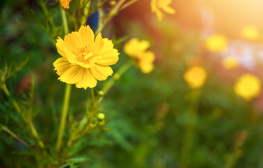 Soft focus blur,  beautiful yellow cosmos with sun light nature background