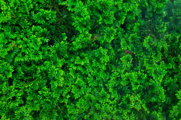 Fern leaf, tropical foliage texture background, green color and nature concept.Top view