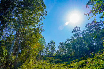 Obraz premium Famous, beautifut and ever green hill station, Munnar, in Kerala, South India