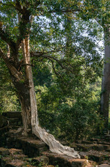 Fototapeta premium Ruin of a temple of Angkor Wat, Cambodia