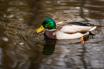 ducks swimming at a pond on winter in Spain