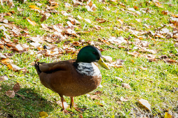ducks swimming at a pond on winter in Spain