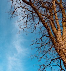 branches of a tree against blue sky