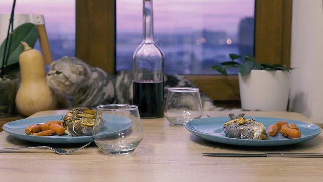 Cute Scottish fold and Scottish straight cat lies on a windowsill and watching food on the table. Young unknown couple having dinner. 