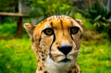 Cheetah