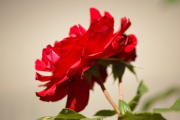 red flower isolated on white background
