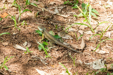 Naklejka na ściany i meble Tropidurus oreadicus sunbathing, Brazilian lizard