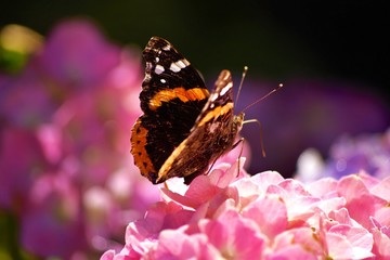 Red Admiral Butterfly on a Pink Flower