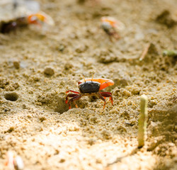 Uca vocans, Fiddler Crab walking in mangrove forest at Phuket beach, Thailand