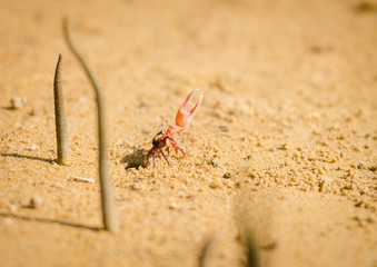 Uca vocans, Fiddler Crab walking in mangrove forest at Phuket beach, Thailand