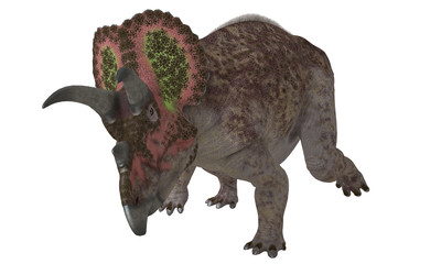 Triceratops