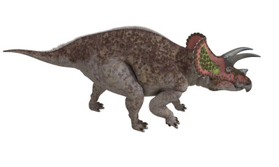 Triceratops