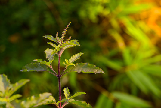 Holy basil in the garden, Thai basil(Ocimum tenuiflorum),spicy herb,Thai herb