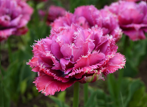 Growing pink tulips outdoors. Terry-fringed tulip flowers. Grade Mascotte.