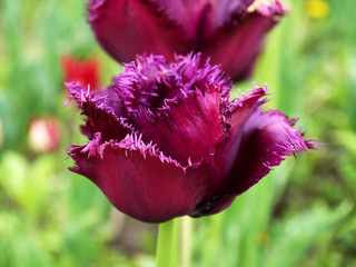 A growing tulip outdoors. Tulip flower. Gorilla variety. - 322554521