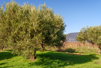 Electric supply on an olive plantation