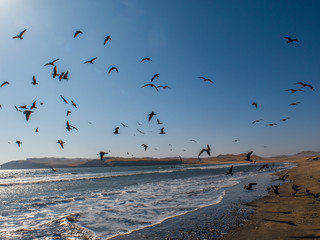 Birds flying in te sea at Nature reserve in peru