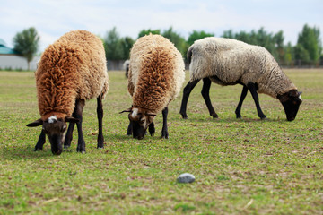 Naklejka na ściany i meble sheep in a green meadow