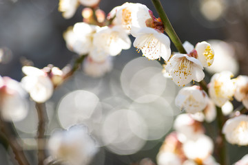 満開の梅の花