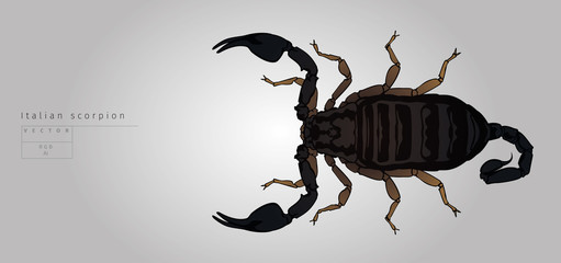 Italian scorpion. Vector illustration. View from top.