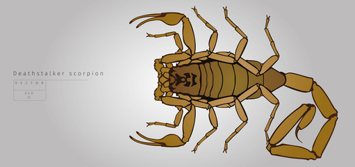 Deathstalker scorpion. Vector illustration. View from top.