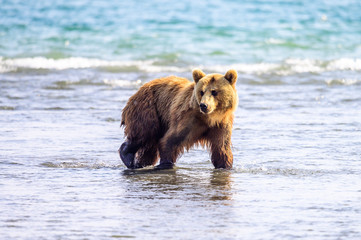 Fototapeta premium Ruling the landscape, brown bears of Kamchatka (Ursus arctos beringianus)