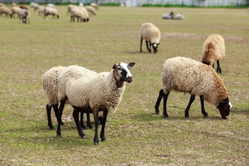 sheep in a green meadow