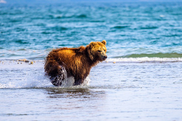 Ruling the landscape, brown bears of Kamchatka (Ursus arctos beringianus)