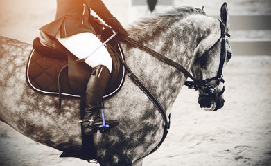 A black-and-white image of a spotted horse galloping around the arena among the barriers at a...