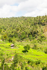 Obraz premium Balinese Rice Terraces and Palm Plantation