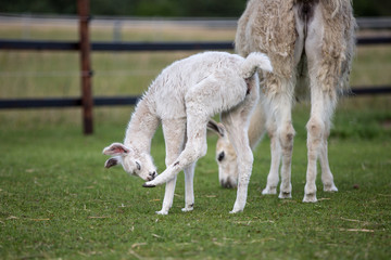weißes niedliches Baby Lama 