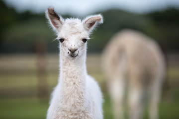 weißes niedliches kleines Baby Lama guckt frontal, flauschig und weich; Alpakababy