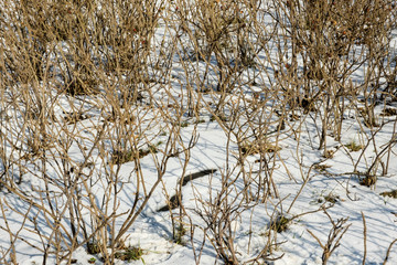 Rosehip bushes in park on a sunny spring day. Closeup on snow background.