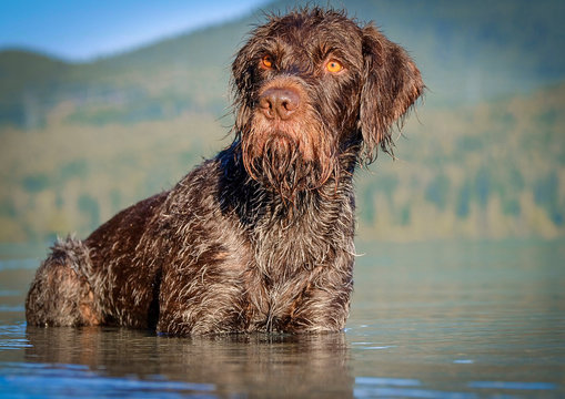 Deutsch Kurzhaar sitting in water