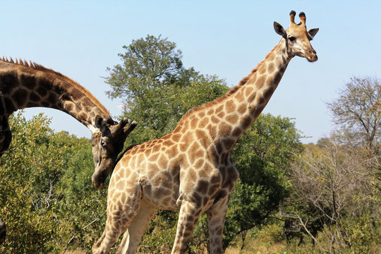 Female Giraffe being gently nudged from male, Kruger Park