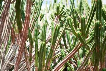 Close up of succulent green cactus at botanical garden