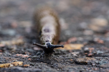 Close-up of a snail with a small depth of field