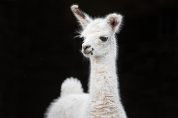 Tier weißes sehr niedliches Baby Lama Porträt Weibchen