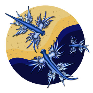 Babosa marina - Dragón Azul 