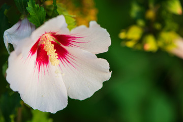 Flower of white hibiscus (Hibiscus rose sinensis) against defocused green leaves background