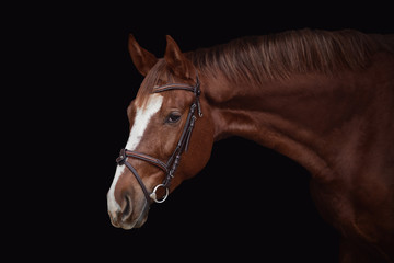 Fototapeta na wymiar portrait of young red trakehner mare horse in brown bridle isolated on black background
