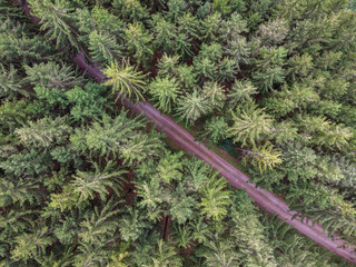 Aerial view of a road in the middle of the forest
