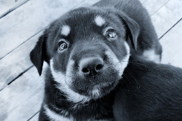 Cute puppy ​​with very sad smart eyes. Looks at the camera.  Selective focus.