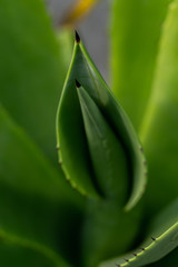 Obraz premium The green leaves of the agave close up.
