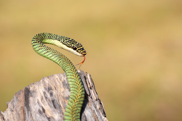 Image of Golden Tree Snake (Chrysopelea ornata) on the stump on a natural background. Reptile....
